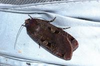Noctua pronuba