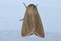 Mythimna pallens
