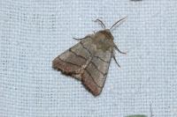 Charanyca trigrammica