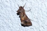 Autographa gamma