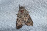 Anarta trifolii