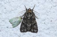 Acronicta rumicis