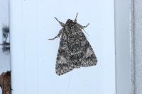 Acronicta megacephala