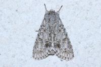 Acronicta aceris