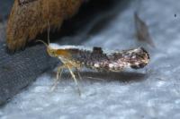 Argyresthia spinosella