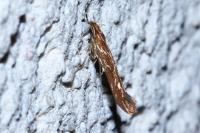 Pyroderces argyrogrammos