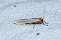Eilema caniola