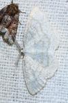 Cabera exanthemata