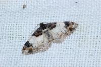 Catarhoe cuculata