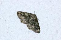 Cleorodes lichenaria