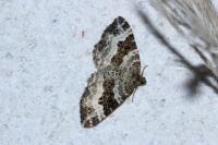 Epirrhoe alternata