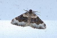 Epirrhoe galiata