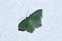 Hemithea aestivaria