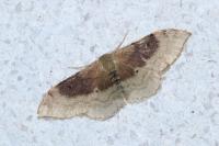 Idaea degeneraria