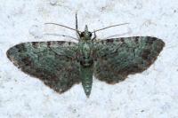 Pasiphila rectangulata