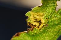 Ectoedemia atricollis