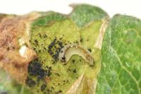 Ectoedemia atricollis