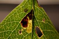 Stigmella perpygmaeella