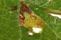 Stigmella perpygmaeella