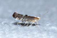 Argyresthia spinosella