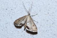 Cataclysta lemnata