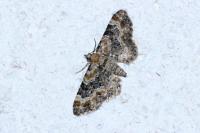Eupithecia pulchellata