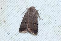 Caradrina flavirena