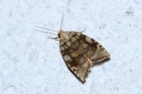 Aleimma loeflingiana