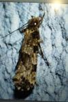 Morophaga choragella