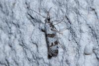 Scythropia crataegella