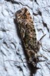 Zeiraphera isertana