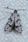 Symmoca signatella