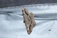 Chiasmia aestimaria