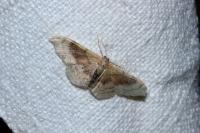 Idaea degeneraria
