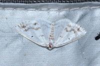 Lomographa temerata