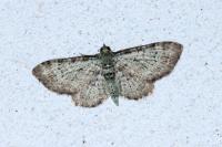 Pasiphila rectangulata