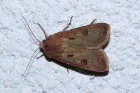 Agrotis exclamationis