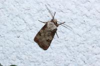 Agrotis puta