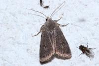 Caradrina flavirena