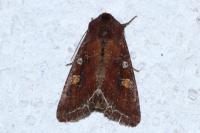 Lacanobia oleracea