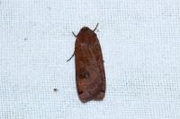 Noctua pronuba