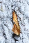 Batia lunaris
