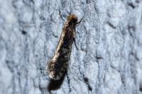 Monopis crocicapitella