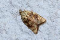Aleimma loeflingiana