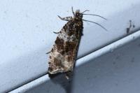 Celypha lacunana
