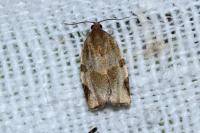 Choristoneura hebenstreitella
