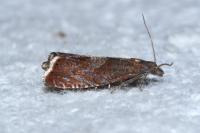 Dichrorampha acuminatana