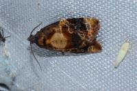 Ditula angustiorana