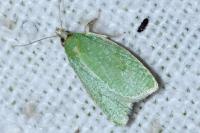 Tortrix viridana
