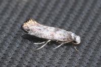 Swammerdamia pyrella